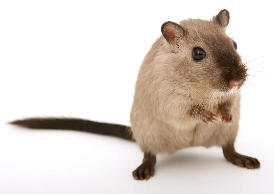 Mouse pictures
