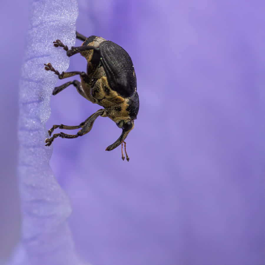 Snout Skalbagge på Lila Blomma