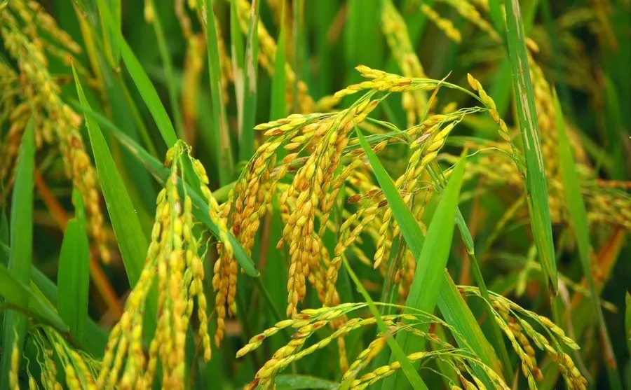 Farming pictures