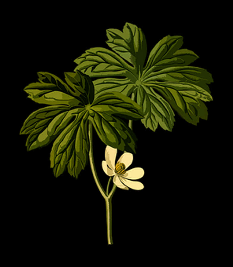 Mayapple Plant Illustration