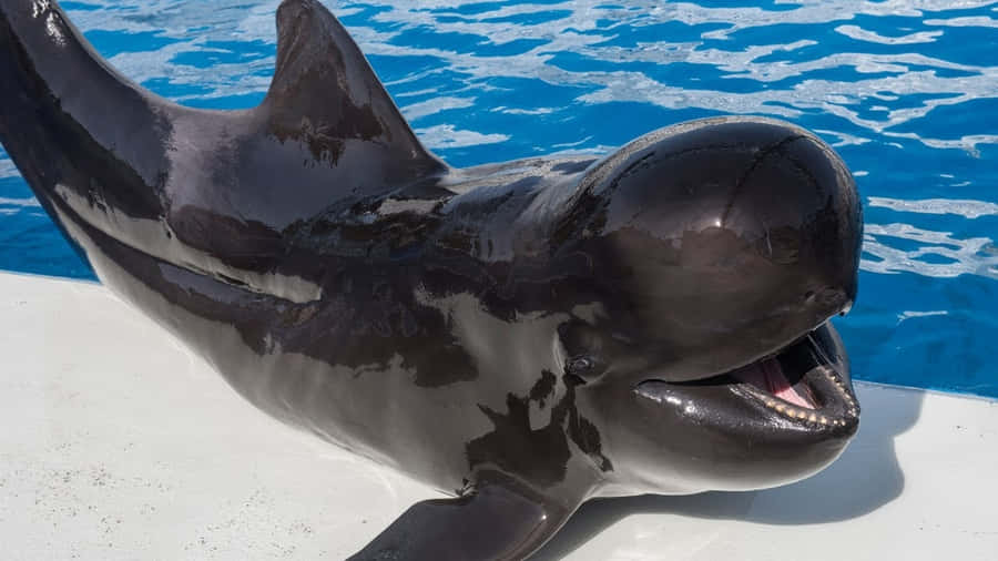Balena Pilota che Sorride a Bordo Piscina