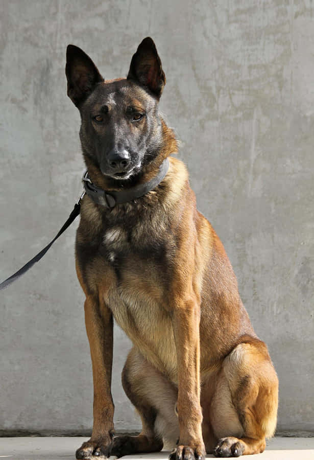 Wachhund der Militärs
