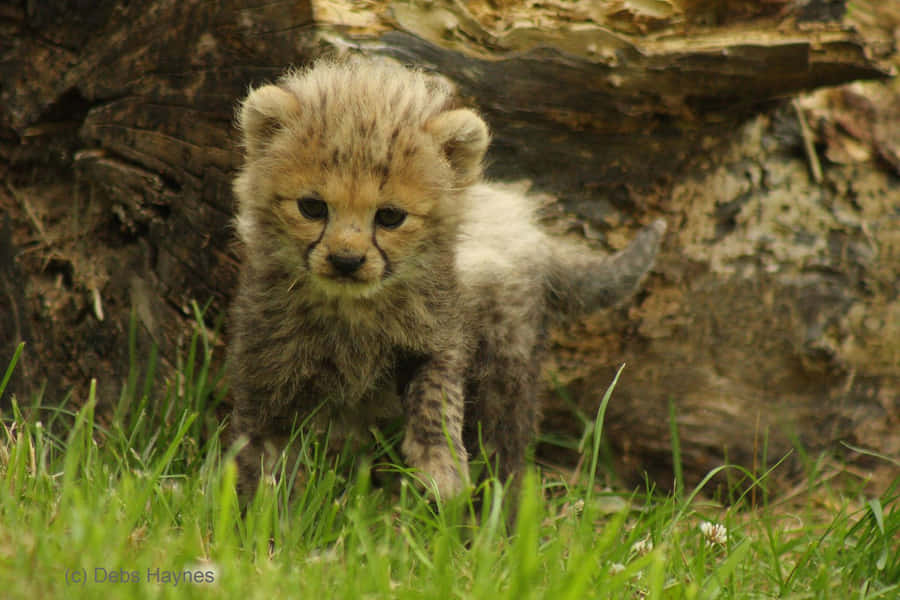 Baby Cheetah