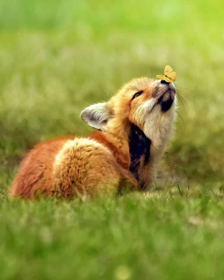 Download Baby Fox And Butterfly Wallpaper Wallpapers Com