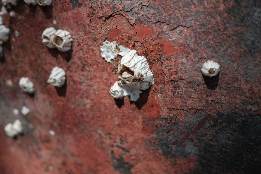 Barnacleson Rusty Surface