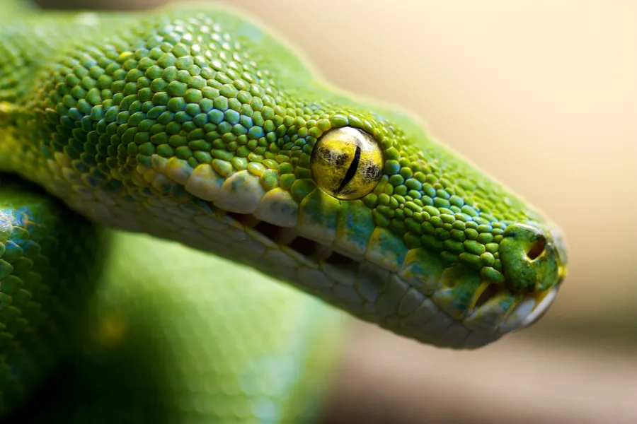 Python