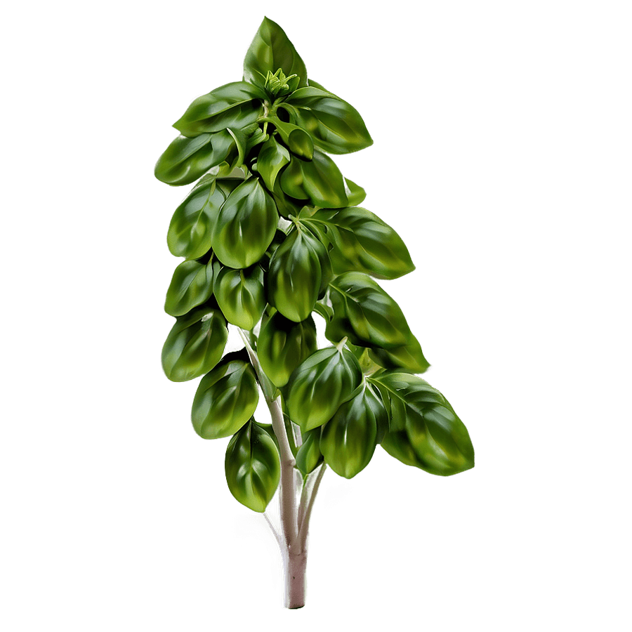 basil b