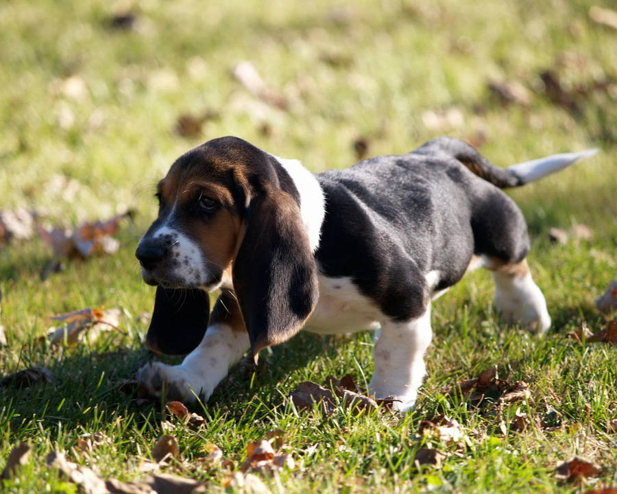 Long-eared Puppy Walking On Grass Wallpaper