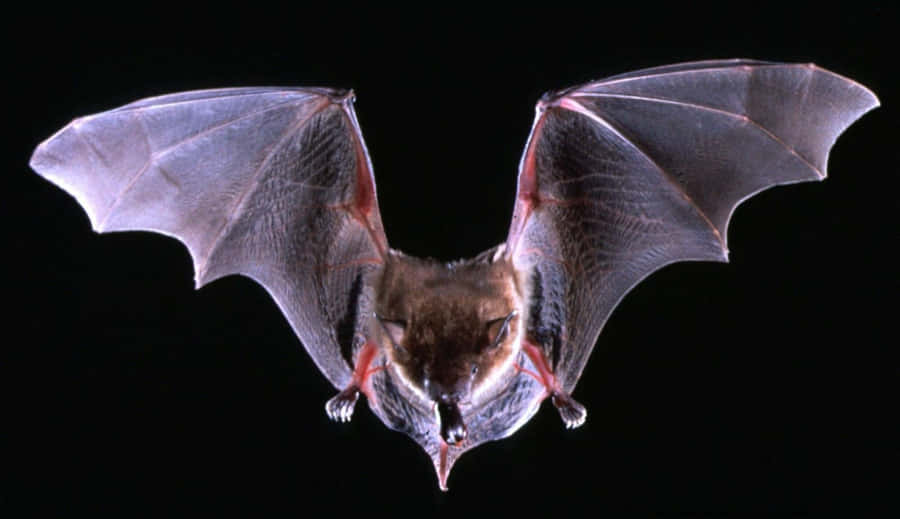 bat