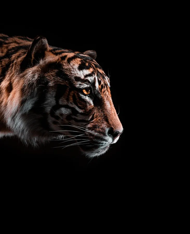 Side View Tiger iPhone