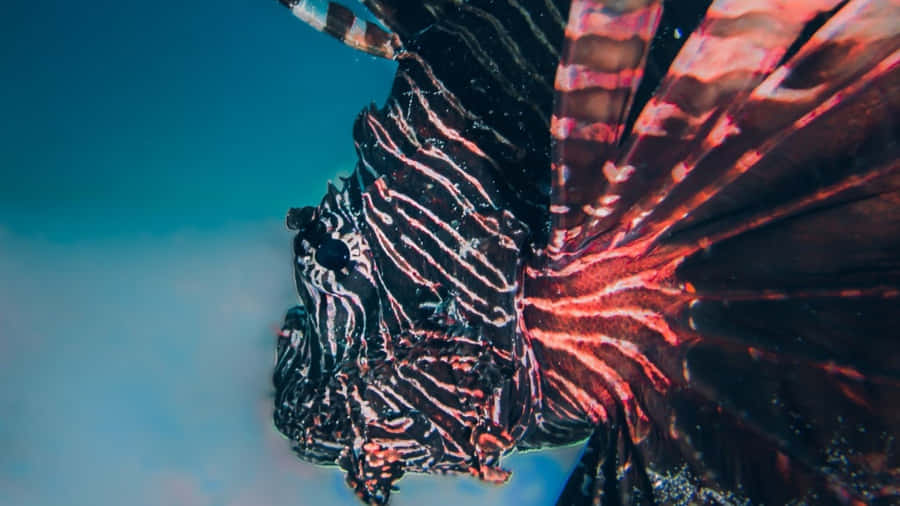 Profilo subacqueo di un pesce leone rosso