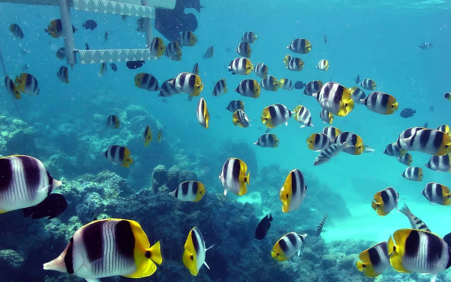 Schmetterlingsfischschule unter Wasser
