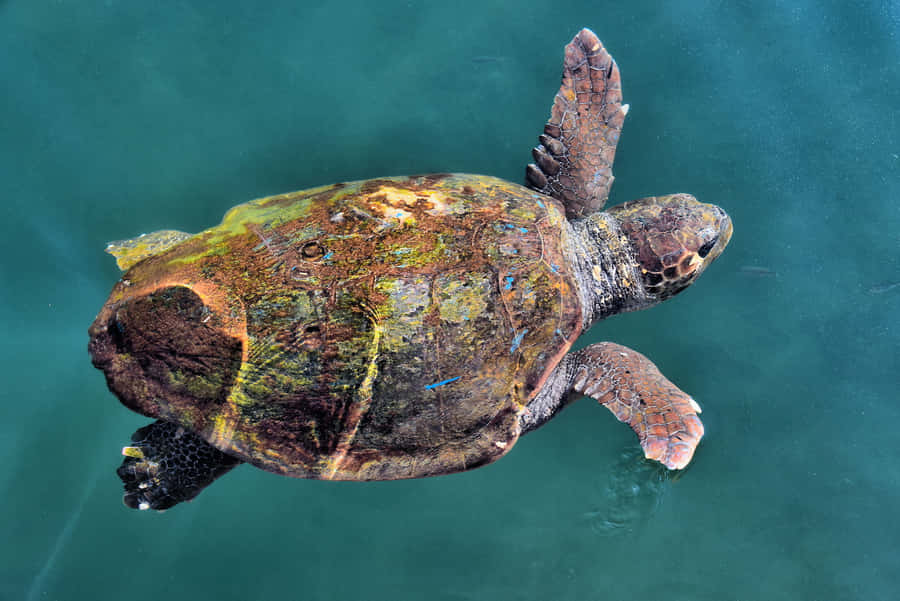 Tartaruga marinha cabeçuda nadando