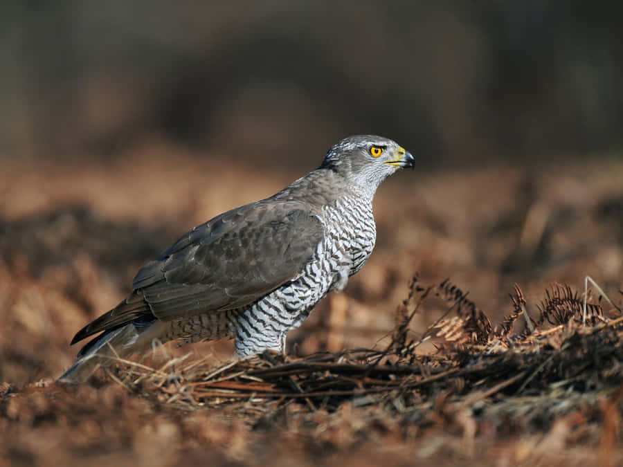 Habitat Natural do Goshawk