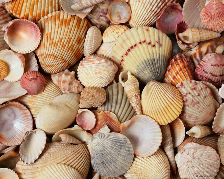 Coleção de Conchas Variadas
