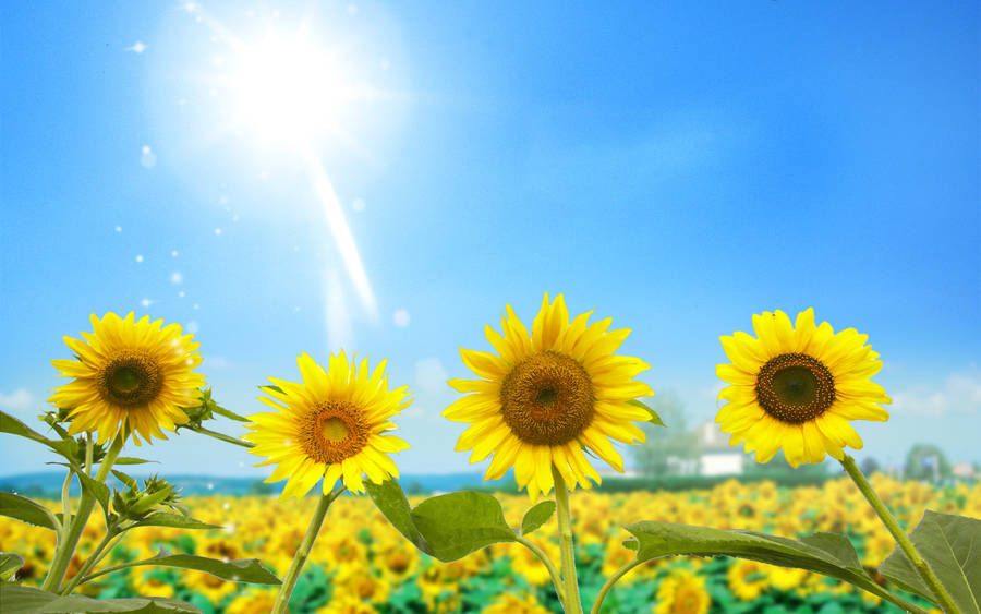 Et udbrud af sommer skønhed med solsikker og roser i livlige nuancer.