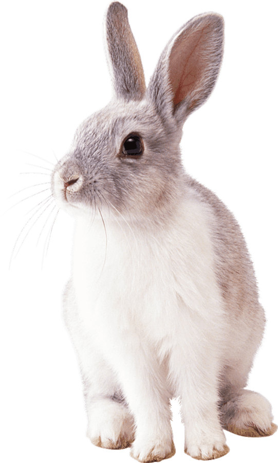 Alert Grey Rabbit.png