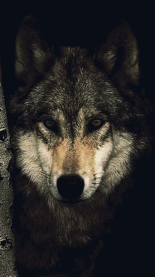 AlphaWolf 1080 x 1920 tapet