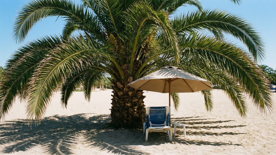 A sunny beach scene with a palm tree, umbrella, and chair casting shadows.
