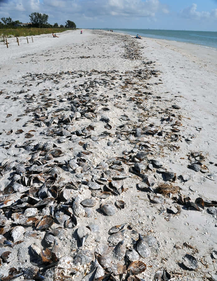 Beach_ Shell_ Coverage