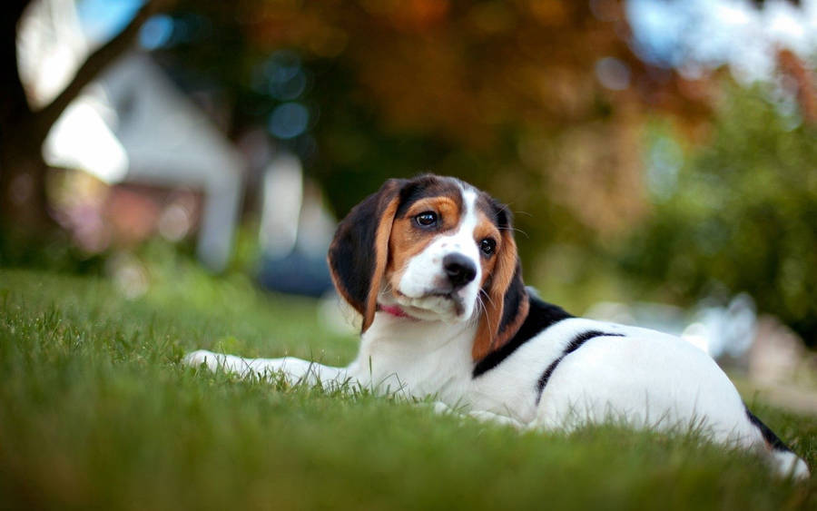 Beagle Puppy Lying On Grass Wallpaper