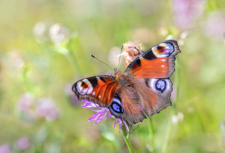 Download Beautiful Butterfly In The Garden Wallpaper | Wallpapers.com