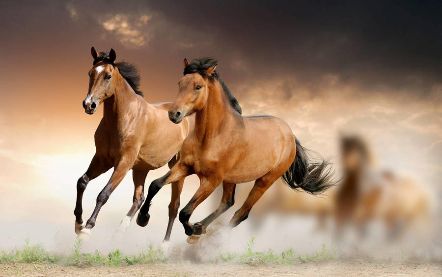 Download Beautiful Horses Running Gracefully Wallpaper | Wallpapers.com