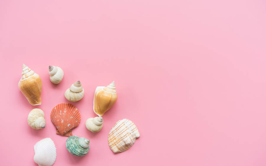 Beautiful Shells In Pink wallpaper.