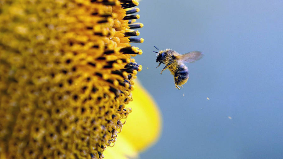 Download Bee Landing On A Large Flower Wallpaper | Wallpapers.com