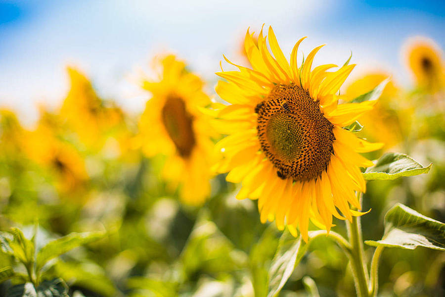 Download Bees In Sunflower Aesthetic Garden Wallpaper | Wallpapers.com