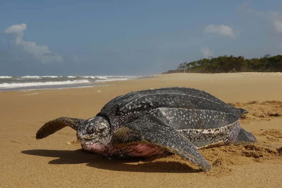 Lederschildkröte am sandigen Strand