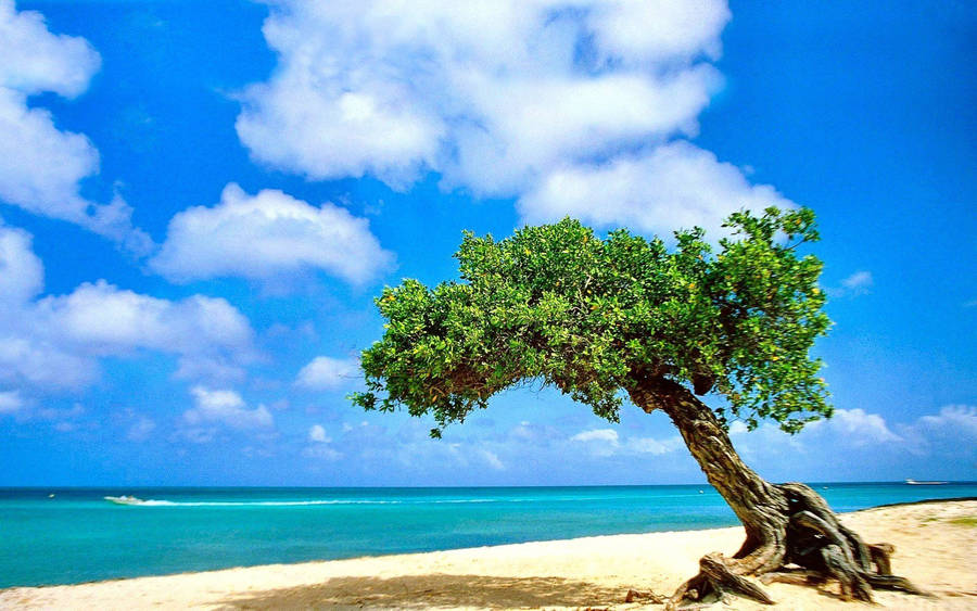 Lone small tree on beach bent towards the sea wallpaper