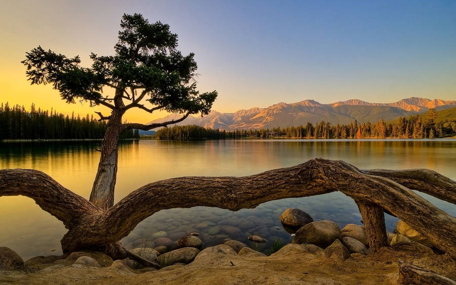 Tall tree bent on lake under golden sunset sky wallpaper