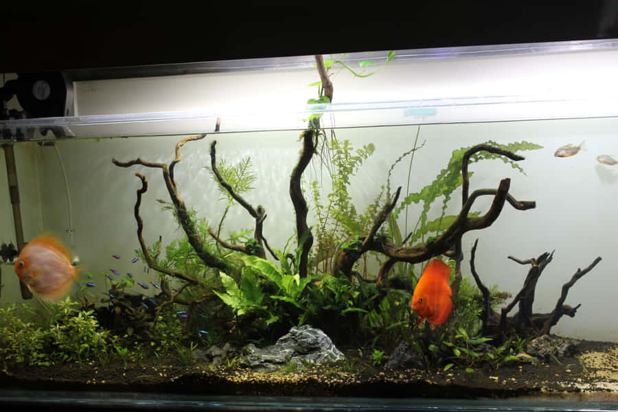 Best Fish Background