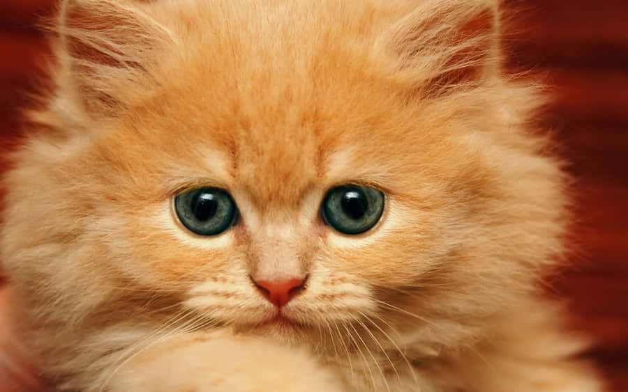 Gattocucciolo che vive la sua migliore vita