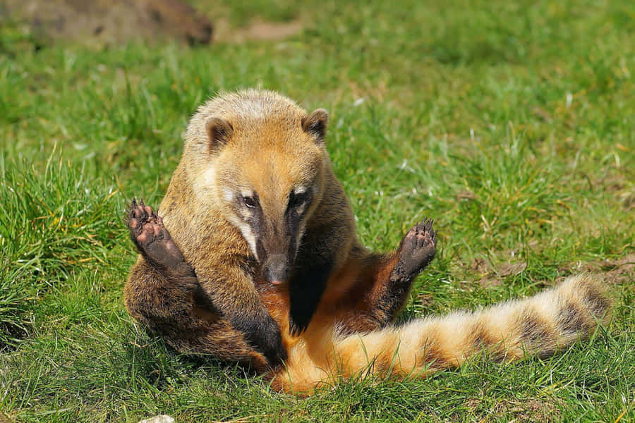 Coati sitzt im Gras