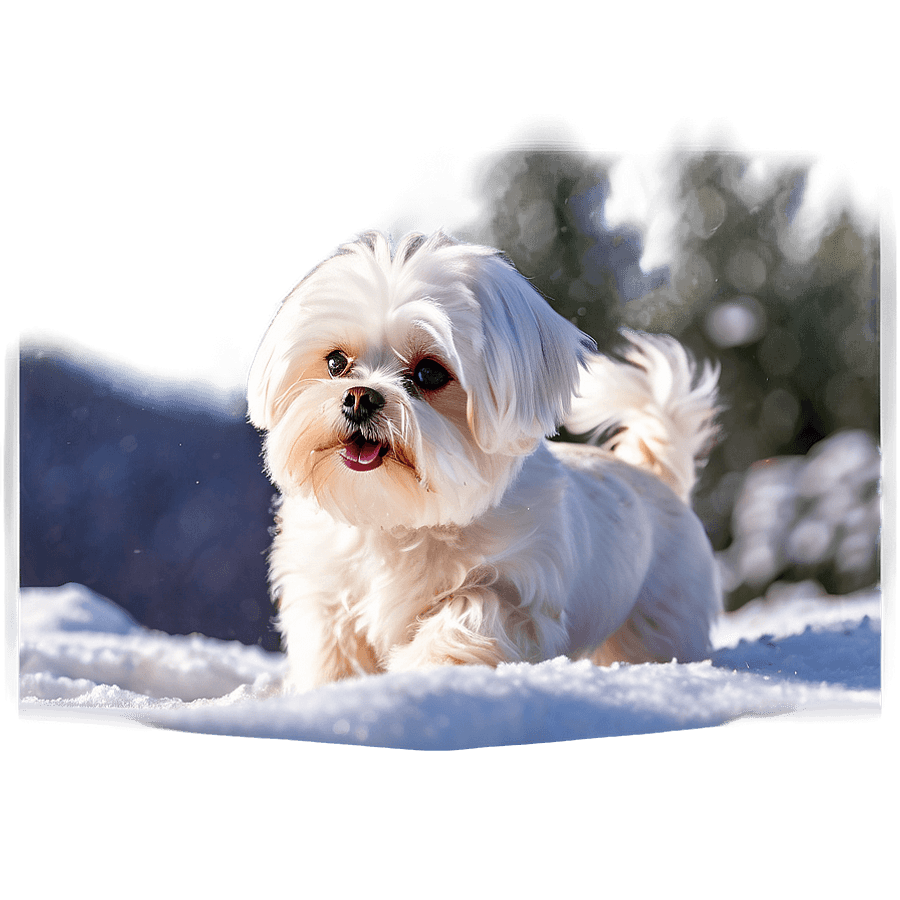 Maltese in Snow PNG tmp