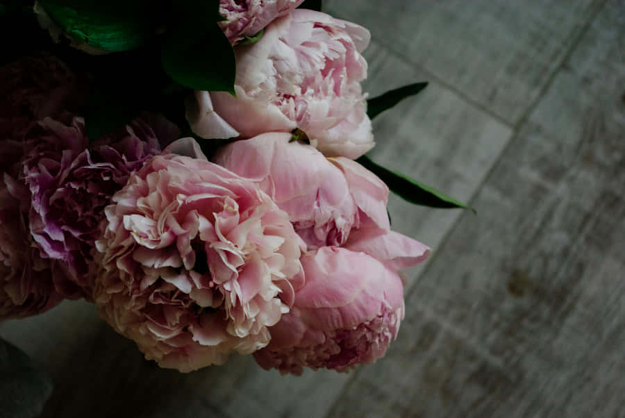 Elegante rosa Pfingstrosen von oben