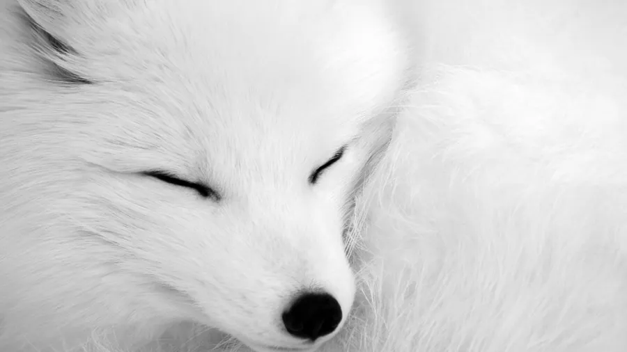 Focused shot white fox wallpaper