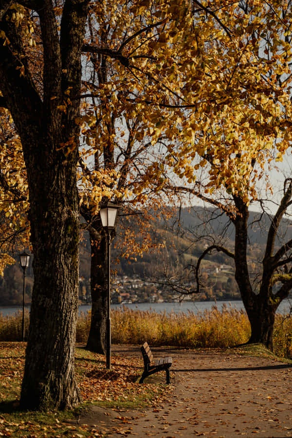 Herbstliche Parkbank am See