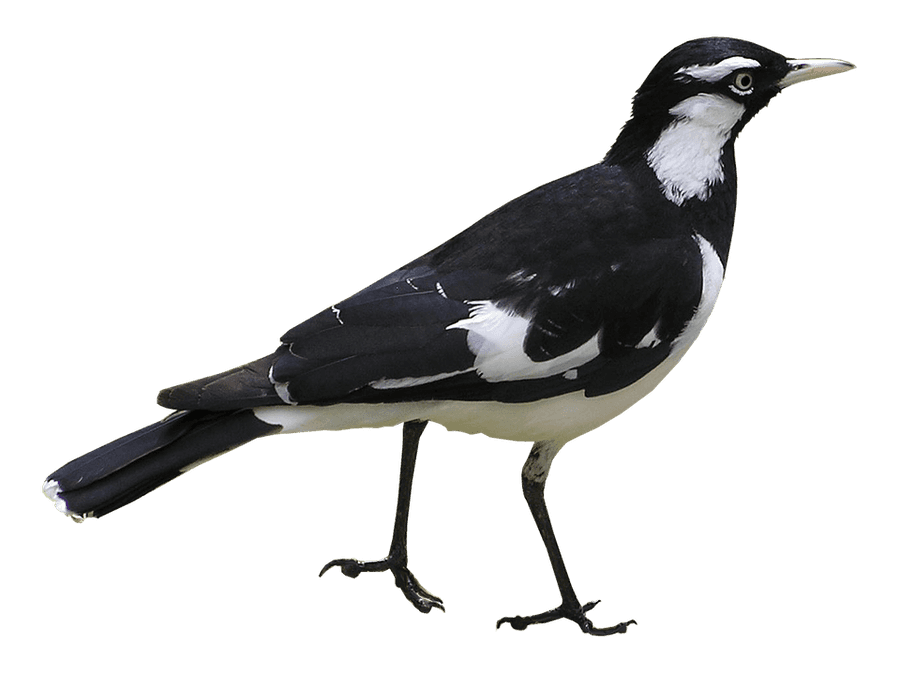 Magpie Lark Bird Profile
