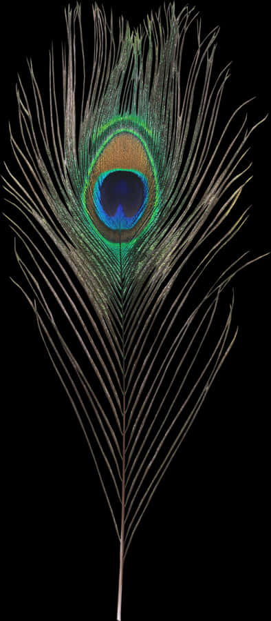 Transparent Peacock Feather Png - Peacock Feather Hd Png, Png Download