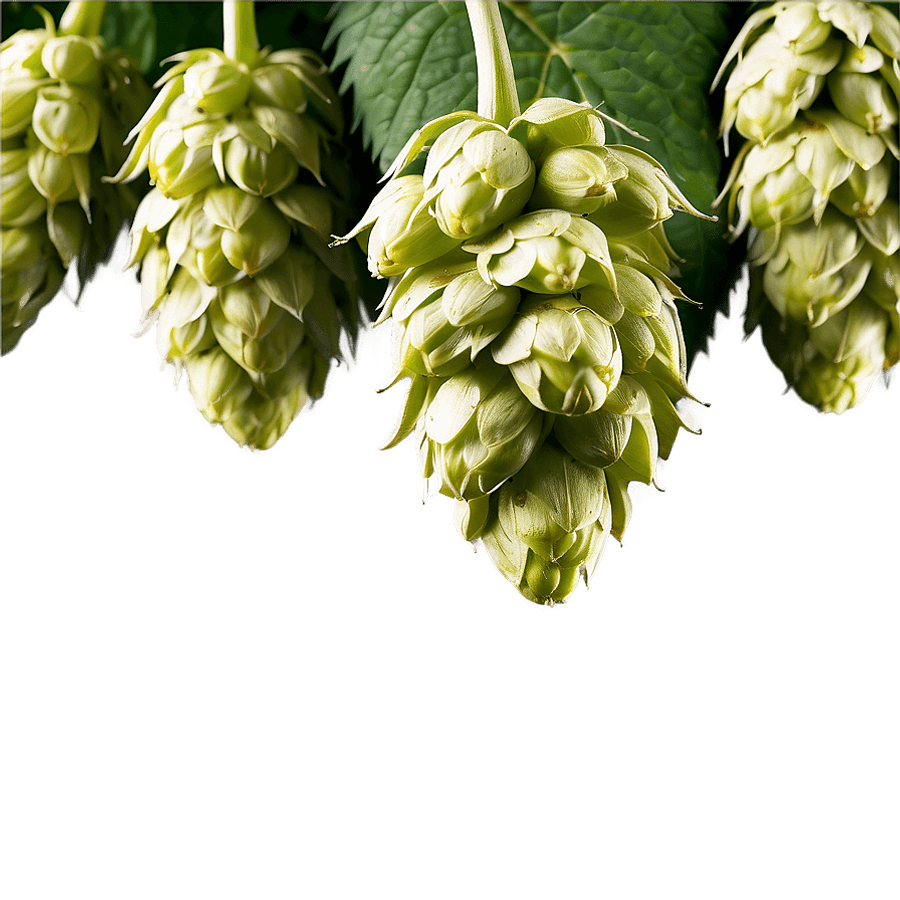 Freshly Picked Hops PNG dvi