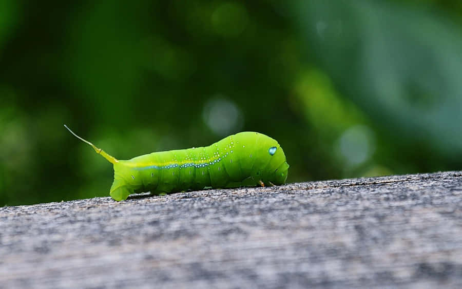 Worm Bakgrunner