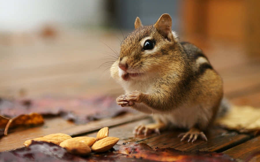 AnimalPlanet baggrund.