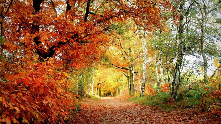 Caminho da Floresta de Outono