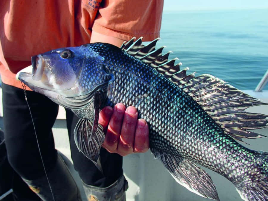 Immaginedi  Branzino del Mar Nero deliziosamente cotto pronto per essere consumato.
