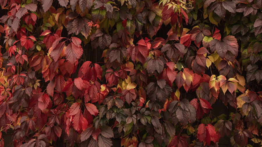 Dry Ivy Plant Autumn Leaves