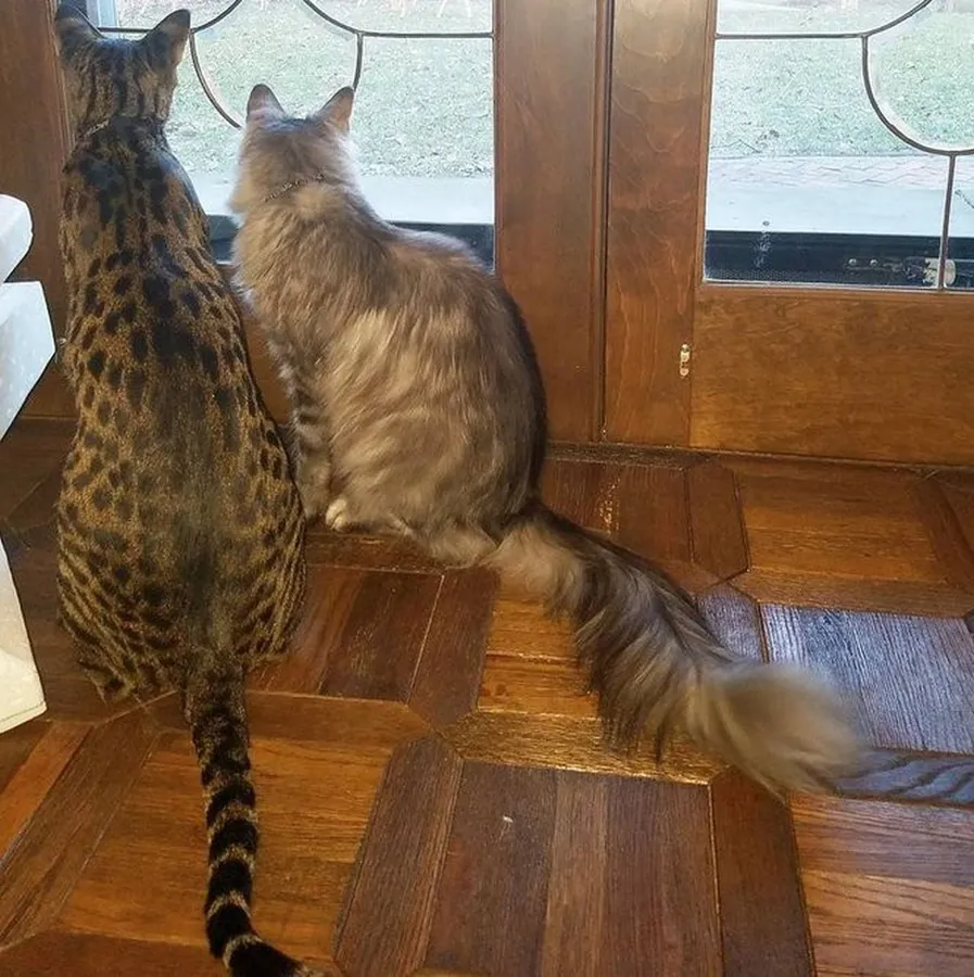 Cat Tail Pictures