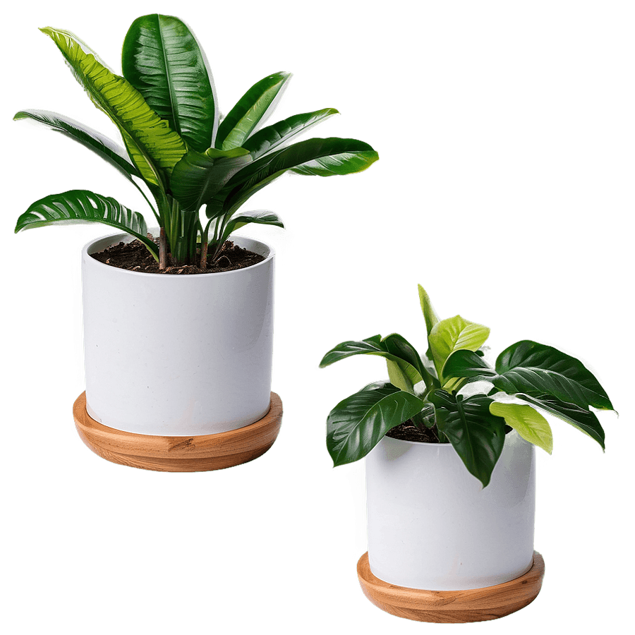 House Plant Cluster PNG 30